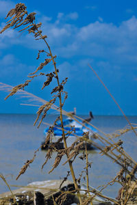 Low angle view of plants against blue sky