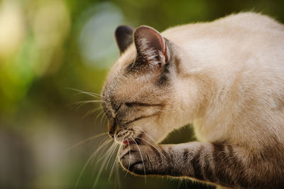 Close-up of a cat with eyes closed