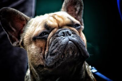 Close-up of french bulldog