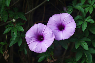 Close-up of purple flowering plants