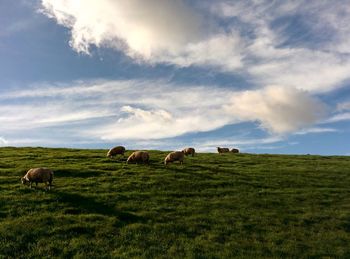 Horses grazing on field against sky