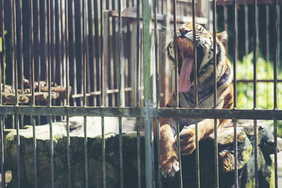 View of cat in cage at zoo
