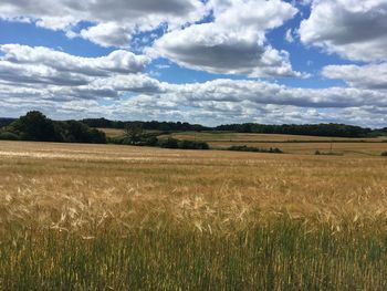 Scenic view of field against sky