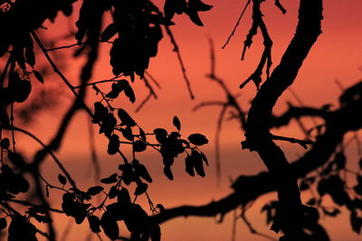 Close-up of silhouette tree against sky at sunset