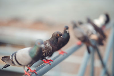 Close-up of pigeons perching on railing