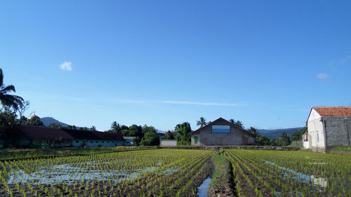 Scenic view of field by houses against blue sky