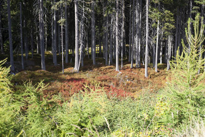 Scenic view of forest