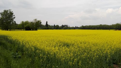 Scenic view of oilseed rape field against sky