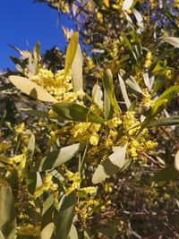 Close-up of flowering plant