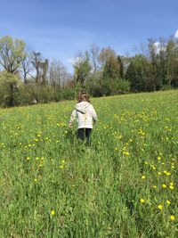 Yellow flowers in field