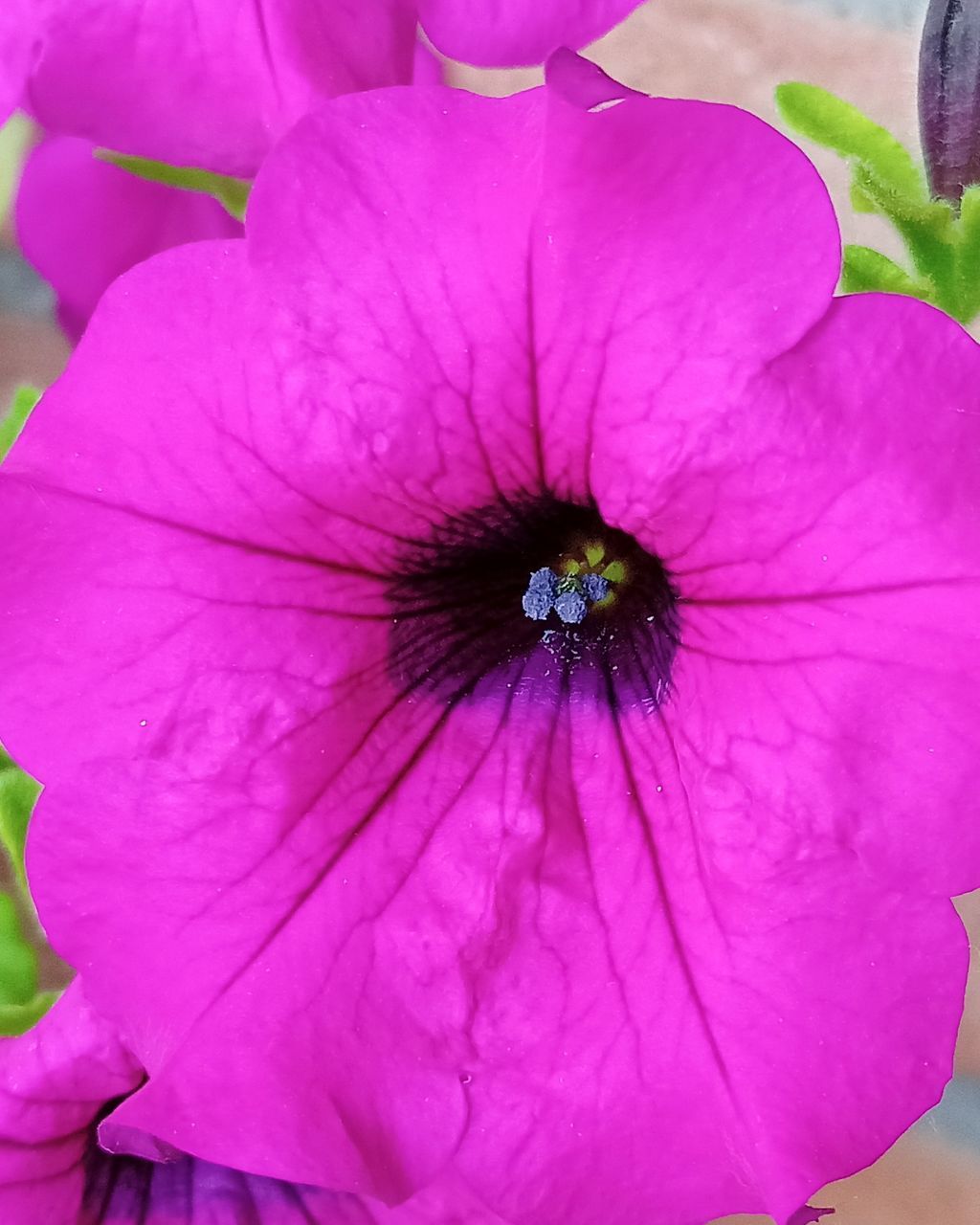 CLOSE-UP OF PINK PURPLE FLOWER