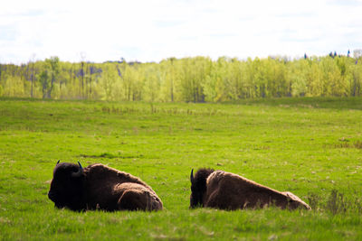 Two bison resting in elk island national park alberta canada.