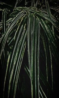 Close-up of leaves at night