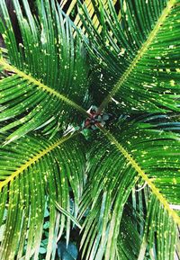 Close-up of wet palm tree leaves