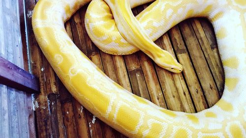 Close-up of yellow burmese python on wooden floor