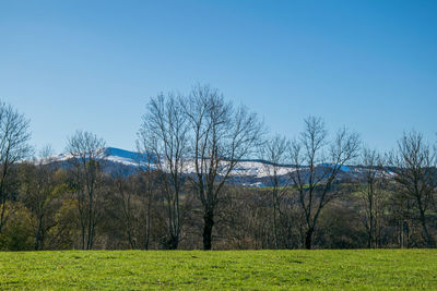 Bare trees on field against clear sky