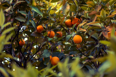 Orange fruits on tree