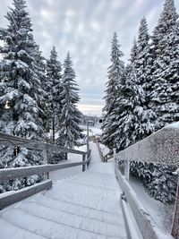 Snow covered plants against sky