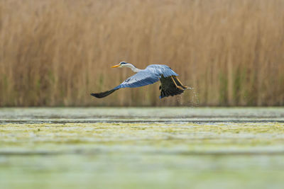 Bird flying over a water