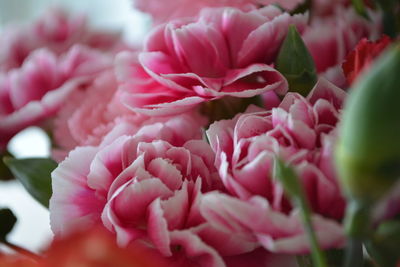 Close-up of pink flowers blooming outdoors