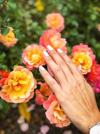 Close-up of hand holding flowering plant