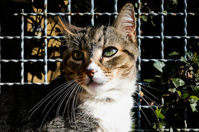 Close-up portrait of cat by fence