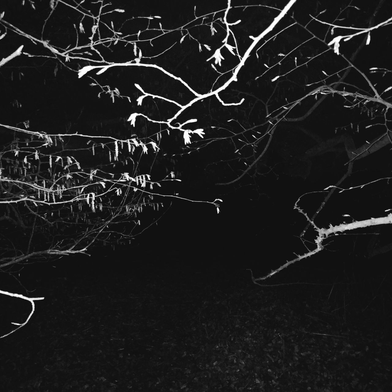 night, illuminated, bare tree, branch, dark, outdoors, tree, no people, low angle view, lighting equipment, light - natural phenomenon, nature, complexity, sky, glowing, close-up, pattern, abstract, long exposure, spider web