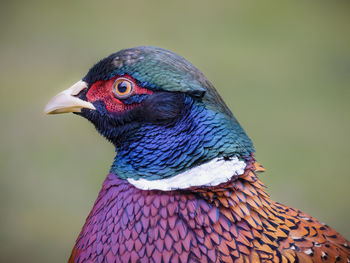 Close-up of a bird, pheasant 