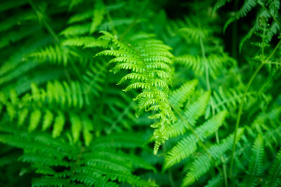 Close-up of fern