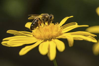 Close-up of bee pollinating on flower