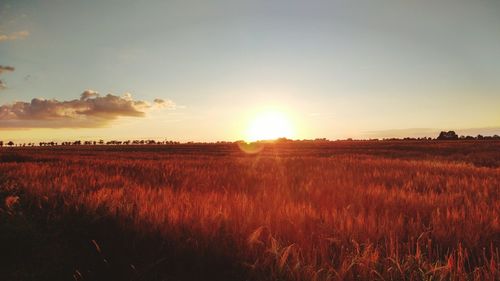 Scenic view of field against sky during sunset