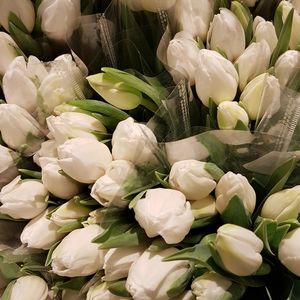 Close-up of white flowering plant for sale in market