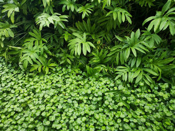 Full frame shot of plants