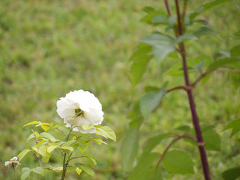 Close-up of white flowering plant