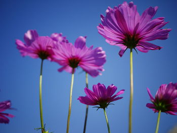 Close-up of pink cosmos flowers against sky