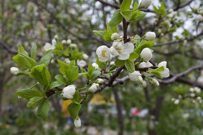 Close-up of fresh flowers blooming on tree