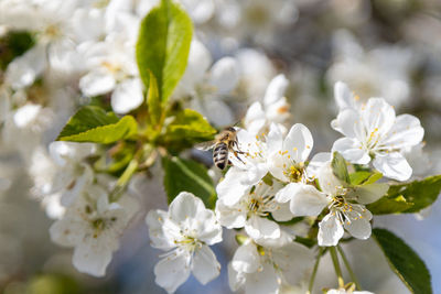 Close-up of insect on white cherry blossom