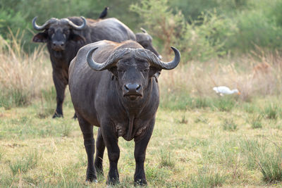 African buffalo, syncerus caffer, national parks of uganda