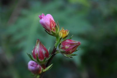 Close-up of pink flowering plant