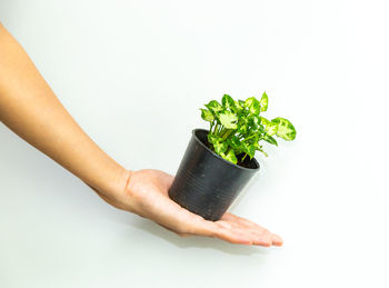 Close-up of hand holding plant against white background
