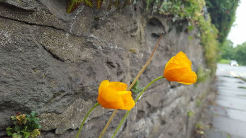 Close-up of yellow flower growing on tree