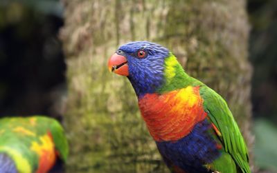 Close-up of parrot perching on branch