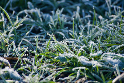 Close-up of frozen plants on field