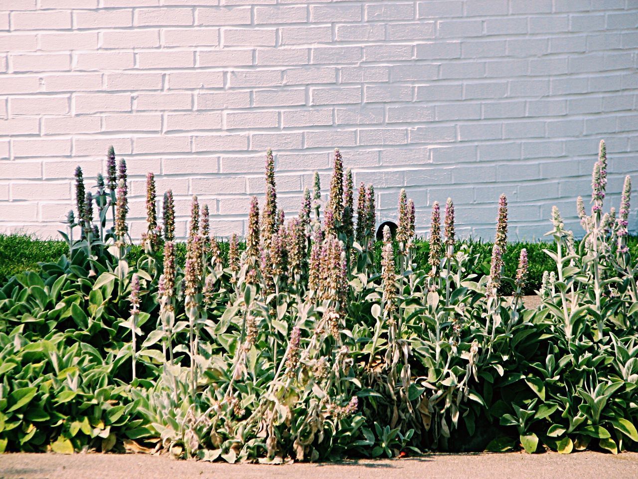 CLOSE-UP OF PLANTS AGAINST BUILDING