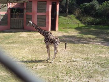 Giraffe in a zoo