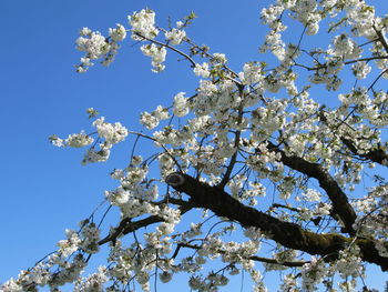Low angle view of blossom tree against blue sky