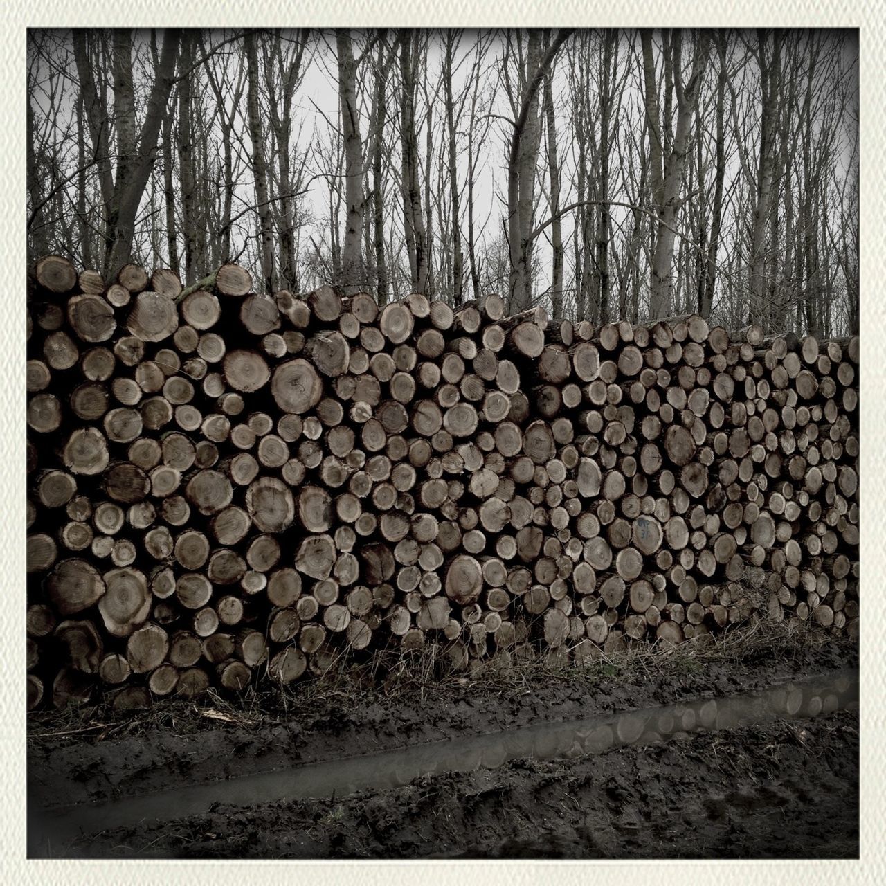 firewood, large group of objects, stack, abundance, deforestation, lumber industry, tree, log, auto post production filter, transfer print, stone - object, timber, nature, heap, outdoors, no people, wood - material, tranquility, environmental issues, field