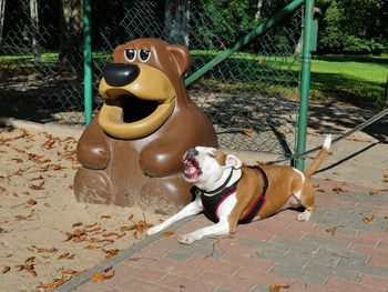 View of dog sticking out tongue