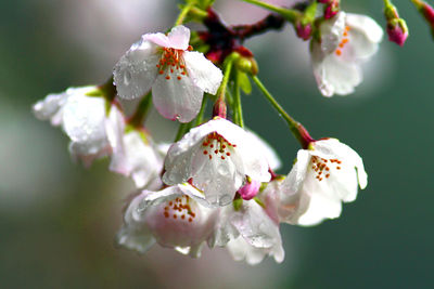 Close-up of apple blossoms in spring