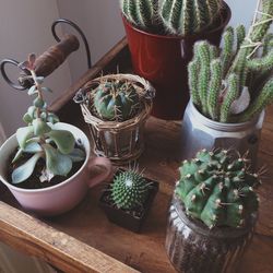 Cactuses in pots